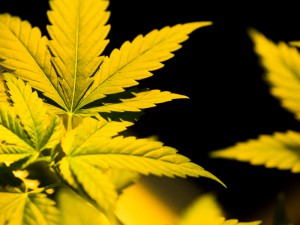 Medical Marijuana in States