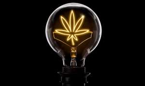 Marijuana: What’s the Science and the Law?